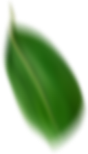 나뭇잎